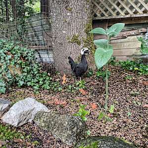 Magnolia Cottage Big Foot B&B