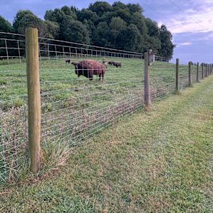 Buffalo on the property