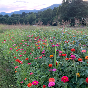 Flower garden on the property