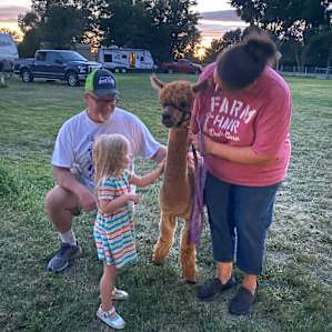 Luna the alpaca practicing patience