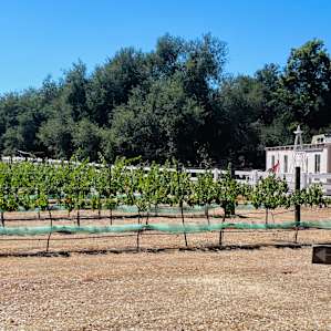 Another row of vines near entrance.