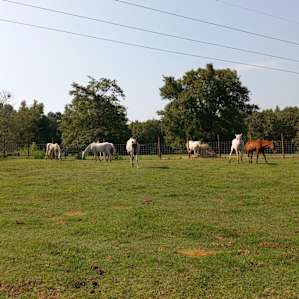 Sun Valley Arabians Horse Camp