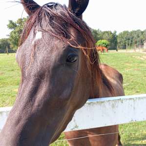 Sun Valley Arabians Horse Camp