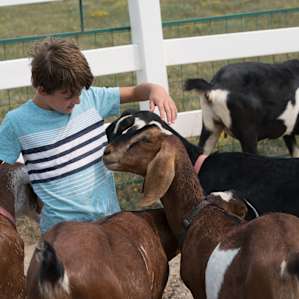 RVing with Goats and Alpacas