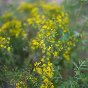 Wildflowers on site!