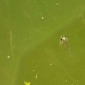Minnows! Watch out for some of the little birds that swoop by to catch their dinner.