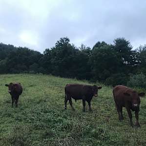 Cows!