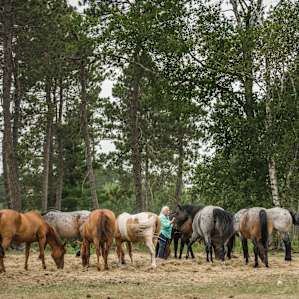 For the Love of Sacred Horses