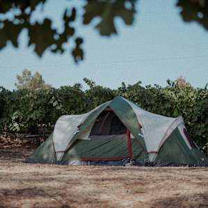 Liberty Vines