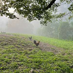 RV site - ZiegenVine Homestead