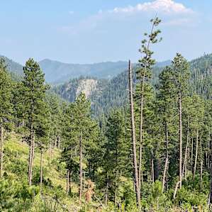 The Wilderness