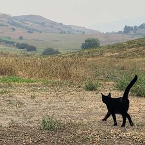 Cuddly Cat Farms