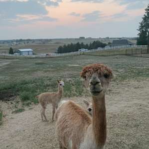 Symphony Fibers Alpaca Farm