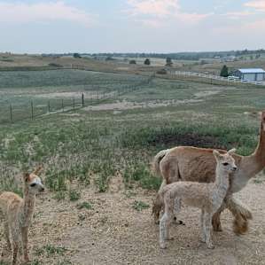 Symphony Fibers Alpaca Farm