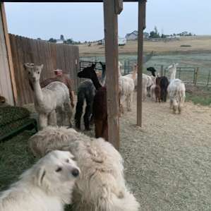 Symphony Fibers Alpaca Farm