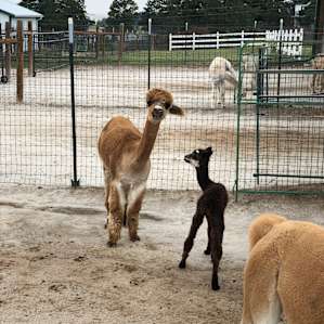 A newborn Alpaca