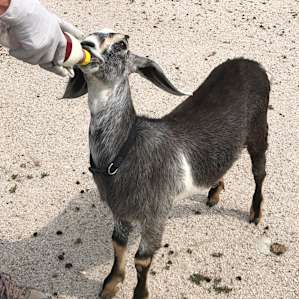 A goat with a bottle