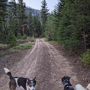 Our pups enjoying the fresh air and wonderful scenery.