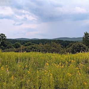 Pride Rock at Harold's View Farm