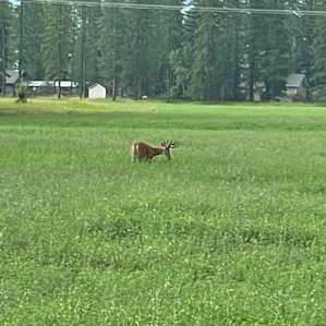we saw deer and turkey each day
