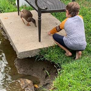 Feeding Ben, the duck