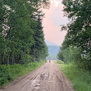 Road to the Aspen Grove