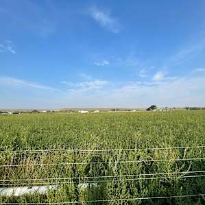 Looking out at the fields.