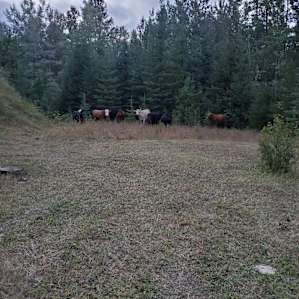 The cows came for a visit
