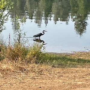 T12 - Lake View Pine Meadow