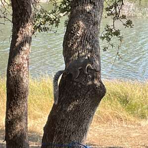 T12 - Lake View Pine Meadow