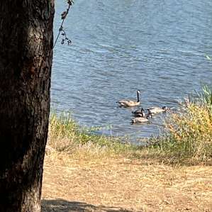 T12 - Lake View Pine Meadow