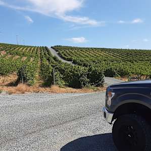 Four Lakes Winery Vineyard