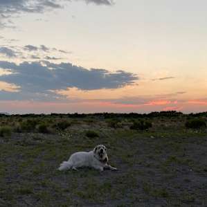 My pup max enjoying the sunset and laying in the cool sand.