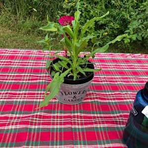 Photo of Llovely Meadows Tent Camping - Llama Meadows Eco Farm BaseCamp (117)