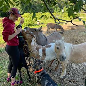 Miniature Horse & Donkey Oasis