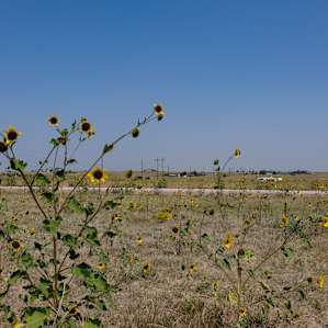 Sunflowers everywhere!