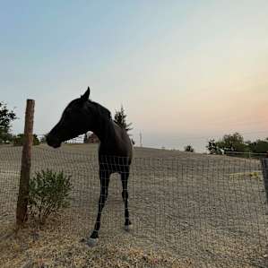 The horse was super friendly.