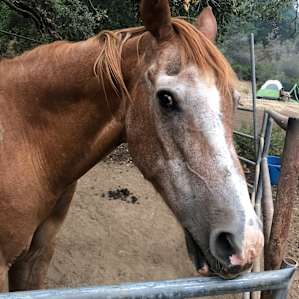 Horse Lovers Camping
