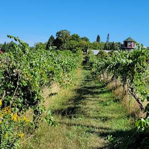 Vineyard Farm & Family Camp