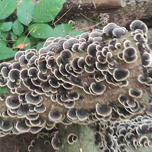 Shiitake Mushroom Camp