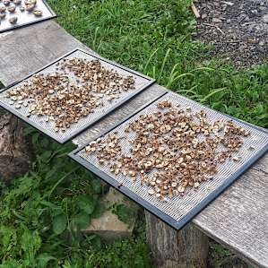 Shiitake Mushroom Camp