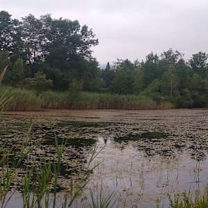 Peaceful Pond Side Retreat