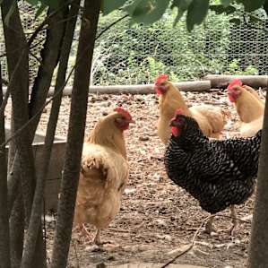 Footehills Farm