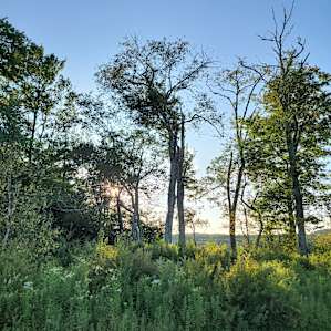 Clear Life Cabin, Livingston Manor