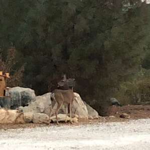 Peaceful in the AM just a deer grazing