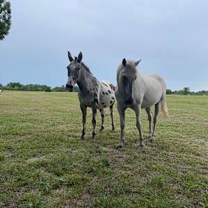 Sleep Under the Pecan Trees