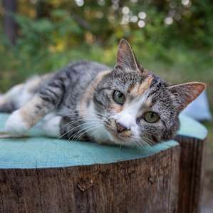 Meet Girl Cat