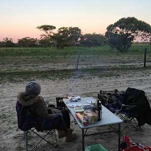 Black Cockatoo at twilight