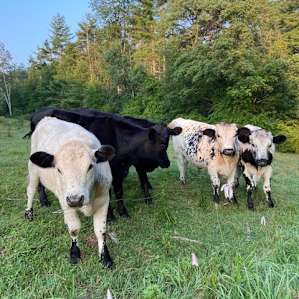 Enjoyed morning coffee with some new 4 legged friends