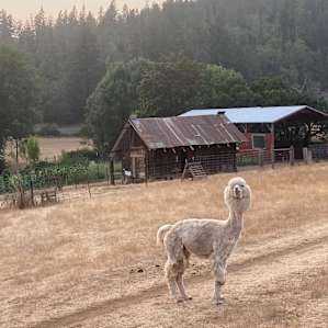 Unique Farm Stay in the Woods